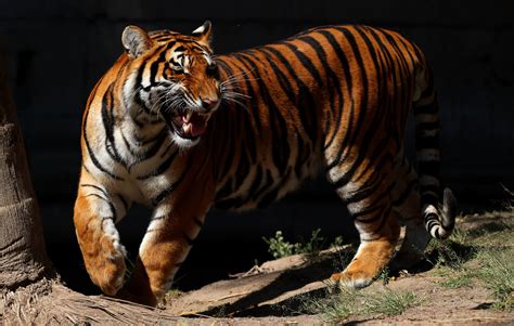 Tigers that escaped after possible tornado recaptured in Georgia